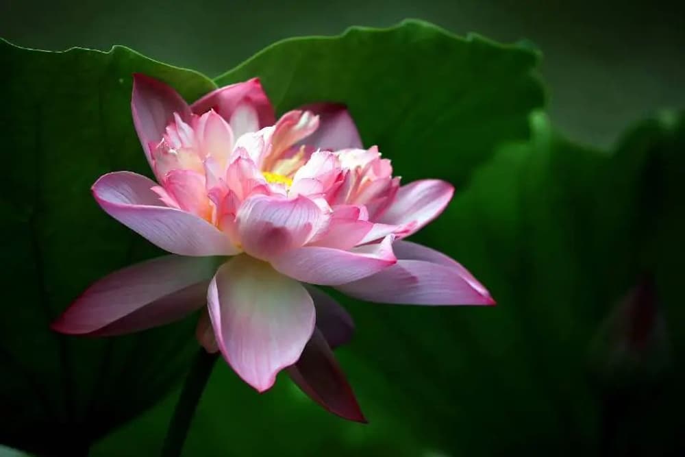 三寶的六義與四類