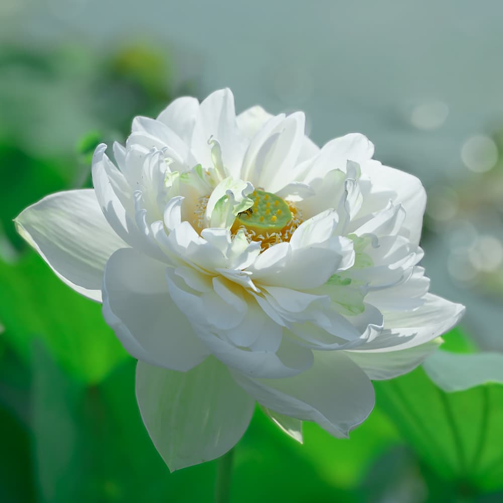 以信願不亂之心來持名念佛，也叫做一心不亂