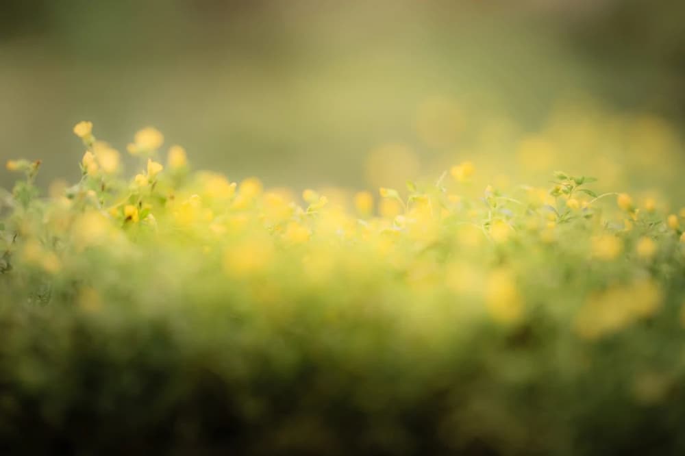 只要你是真心求往生者，就給你做保任