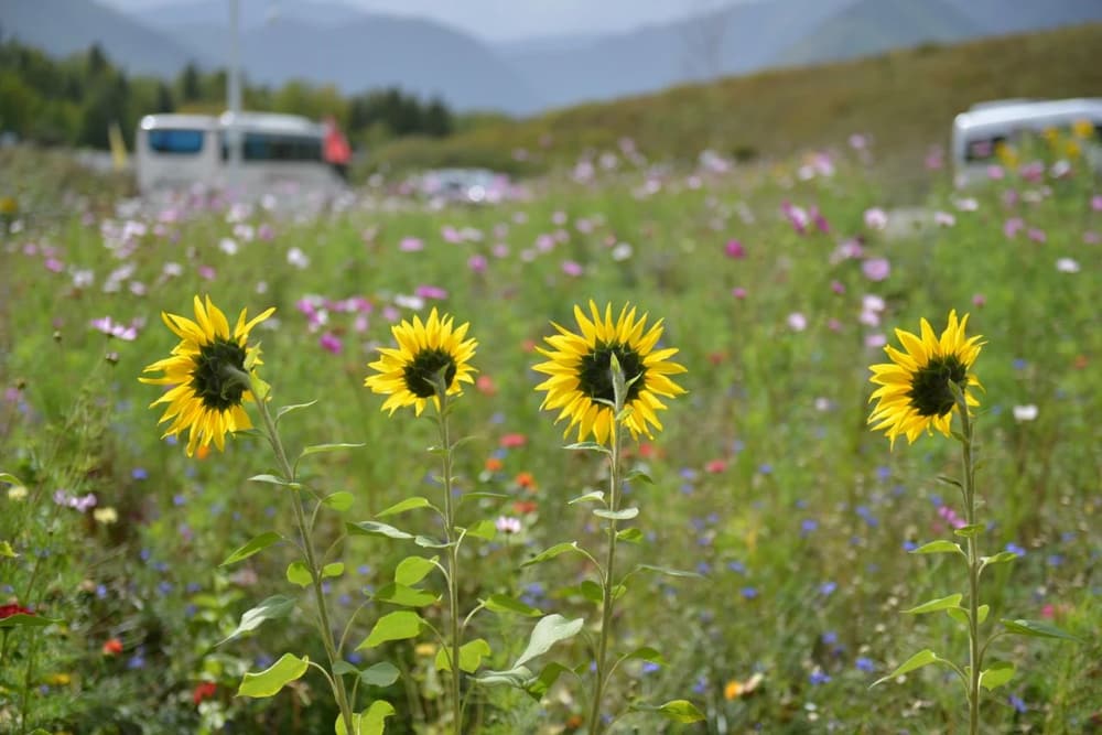 恆審思量我相隨，有情日夜鎮昏迷