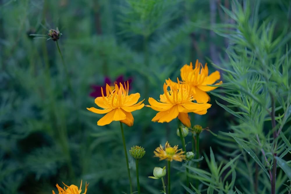 靜坐完畢後，為何頭會痛，有昏沉感受