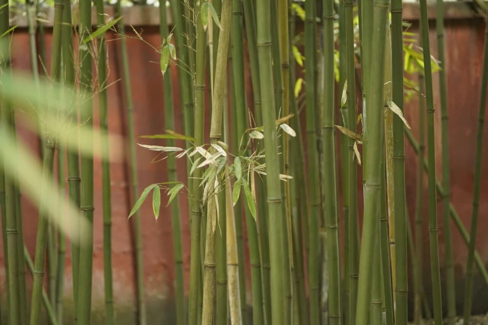盯著沒動念以前那個東西，就是參禪