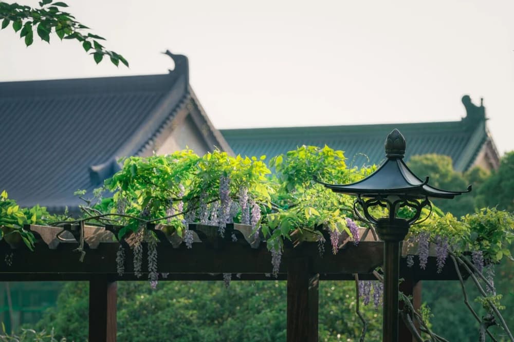 淨土法門的微功德