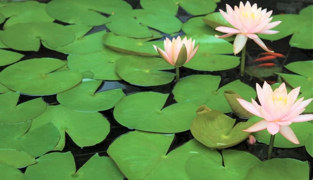 修行人一定要有鋼骨的意志