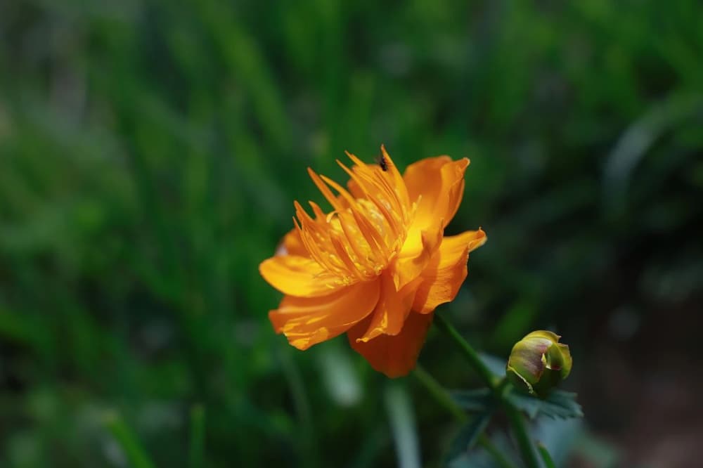 諸未施財無常滅，由施反成有財庫