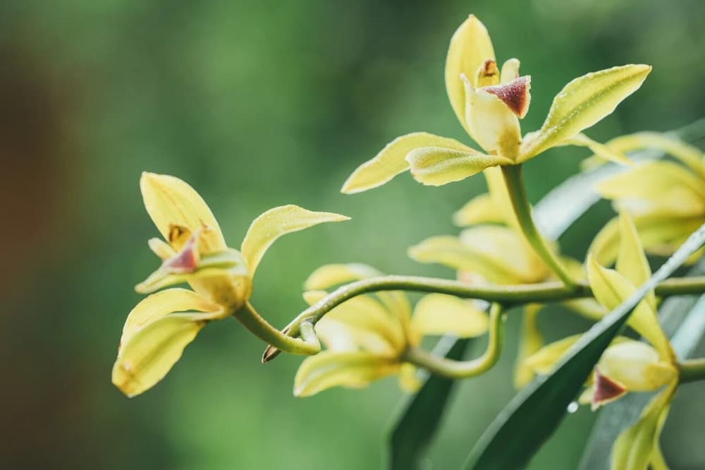 金毛野獸捨皮度眾生