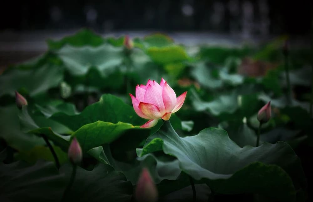 極樂世界的人吃飽後，做些什麼事呢