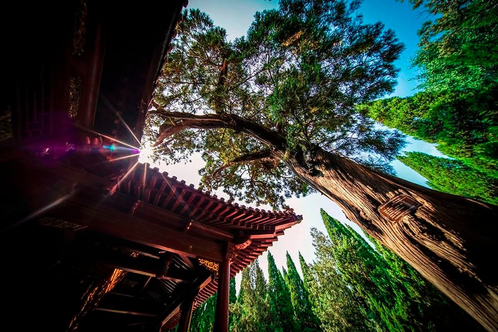 印光大師：弘願與佛心