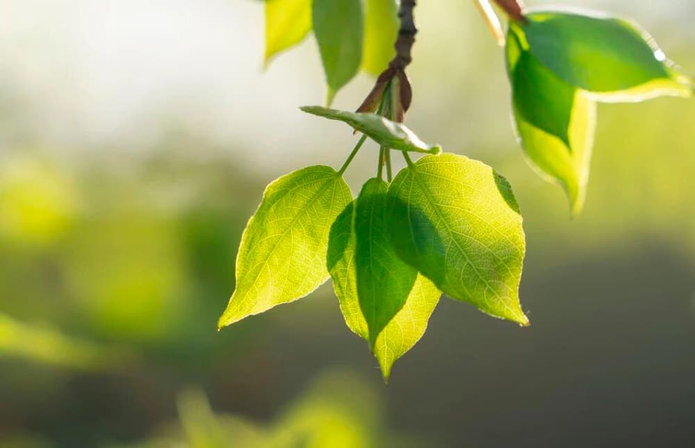 愚癡的七個原因