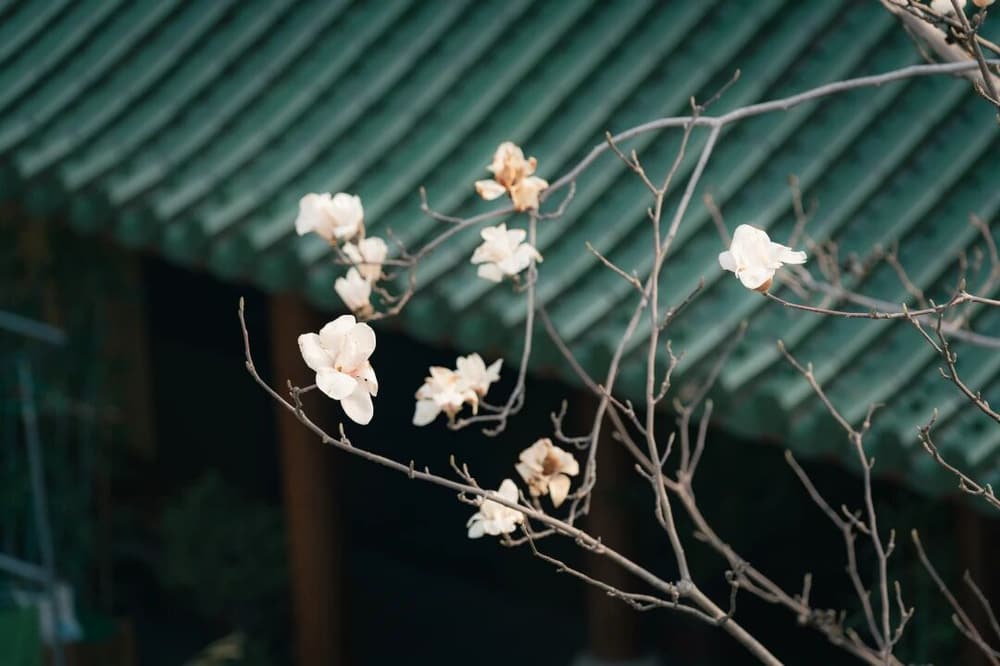 老貓與群鼠的譬喻