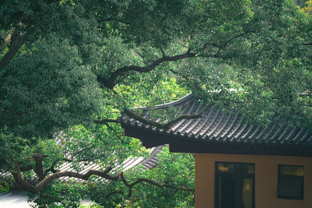 修四念處觀就是禪