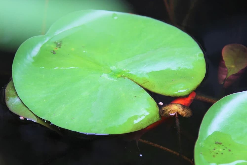 六根沒有錯，錯在你的攀緣心