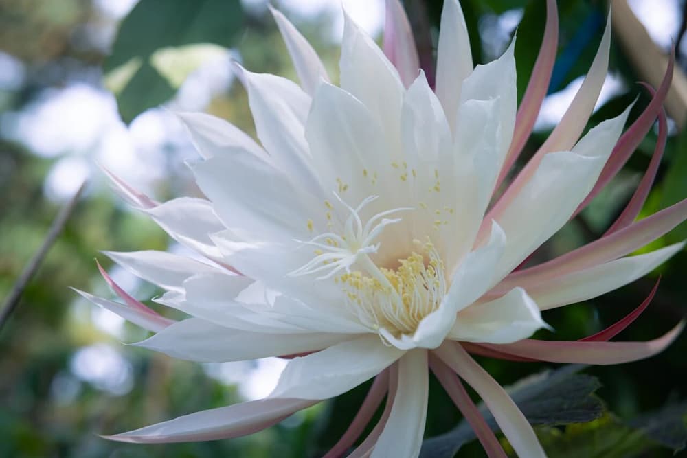 超越一切虛妄分別，就能滅除一切苦了