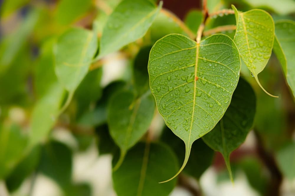 什麼是閉關？對修行有何功用？