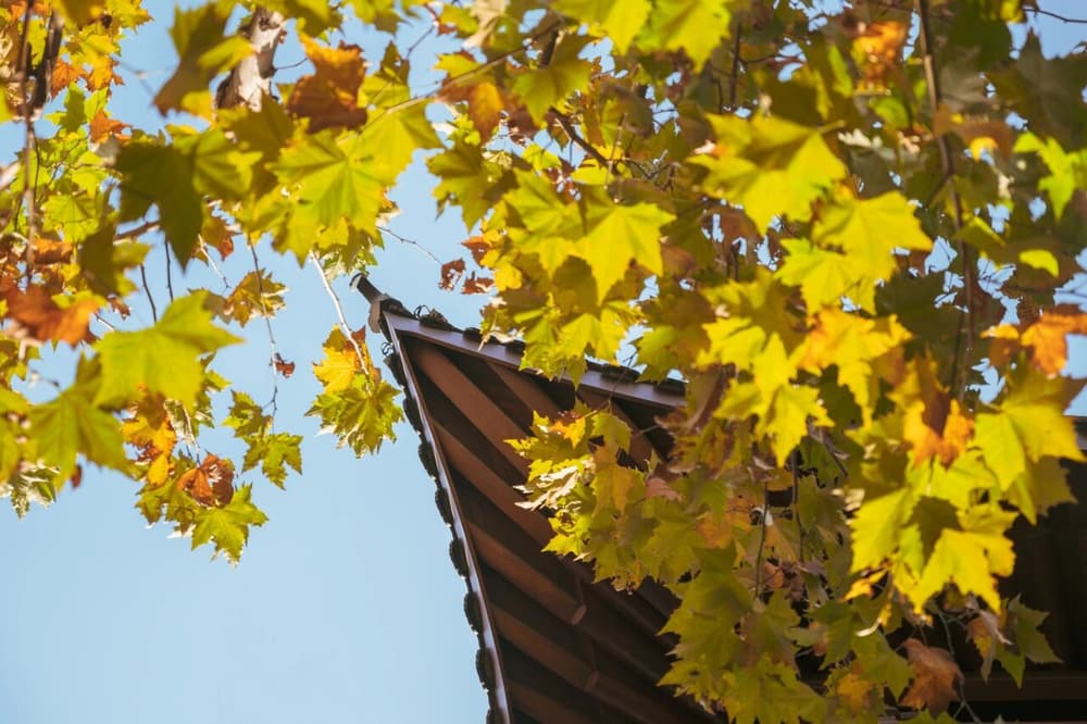 要熾然地去布施