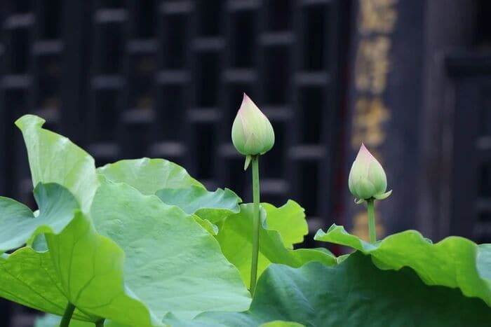 空義一現前，什麼煩惱都沒有了