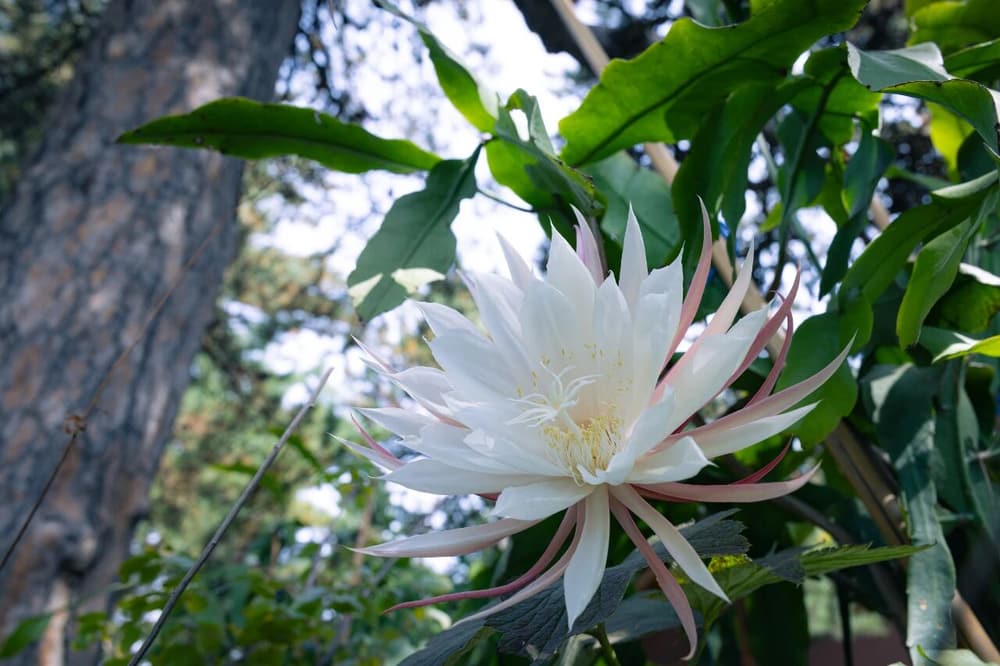 了一長老見到兩位法師的往生，印象深刻