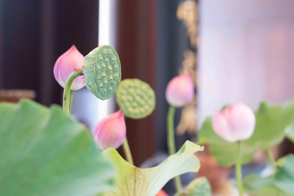 凡夫的心有三種相貌