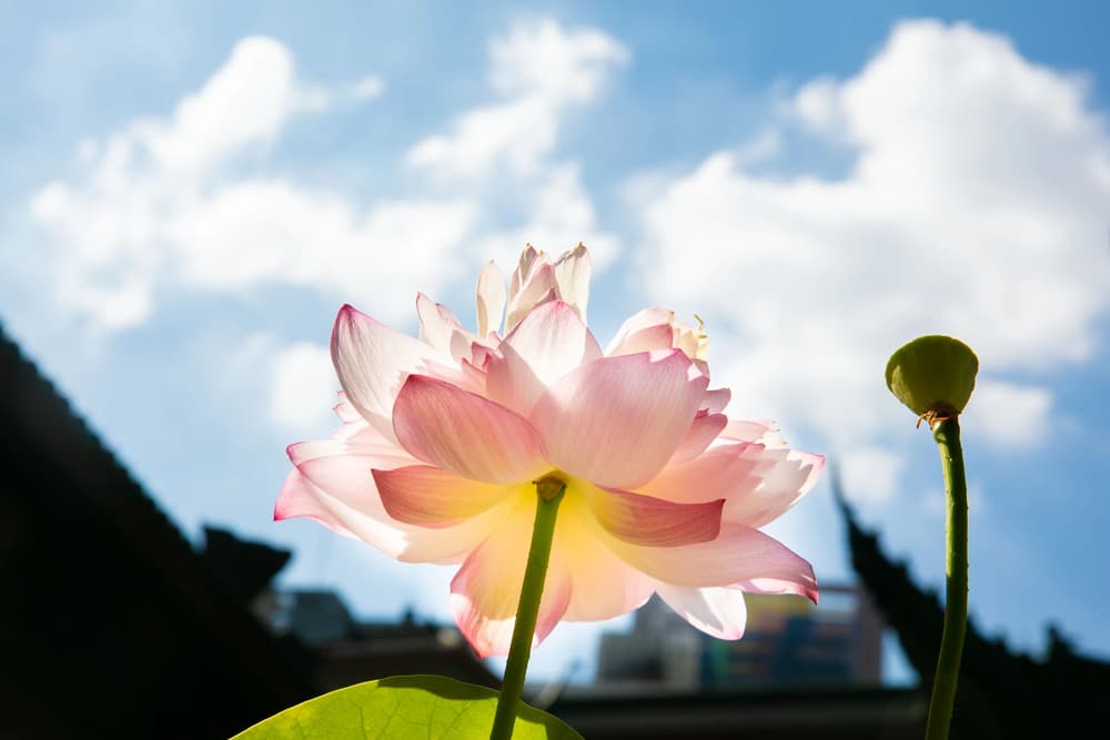 口念耳聽心裡憶，不愁不到極樂地