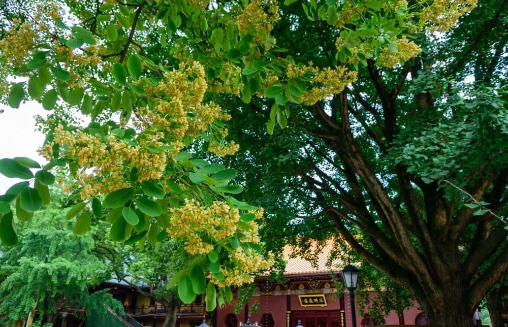 馬鳴菩薩的智慧