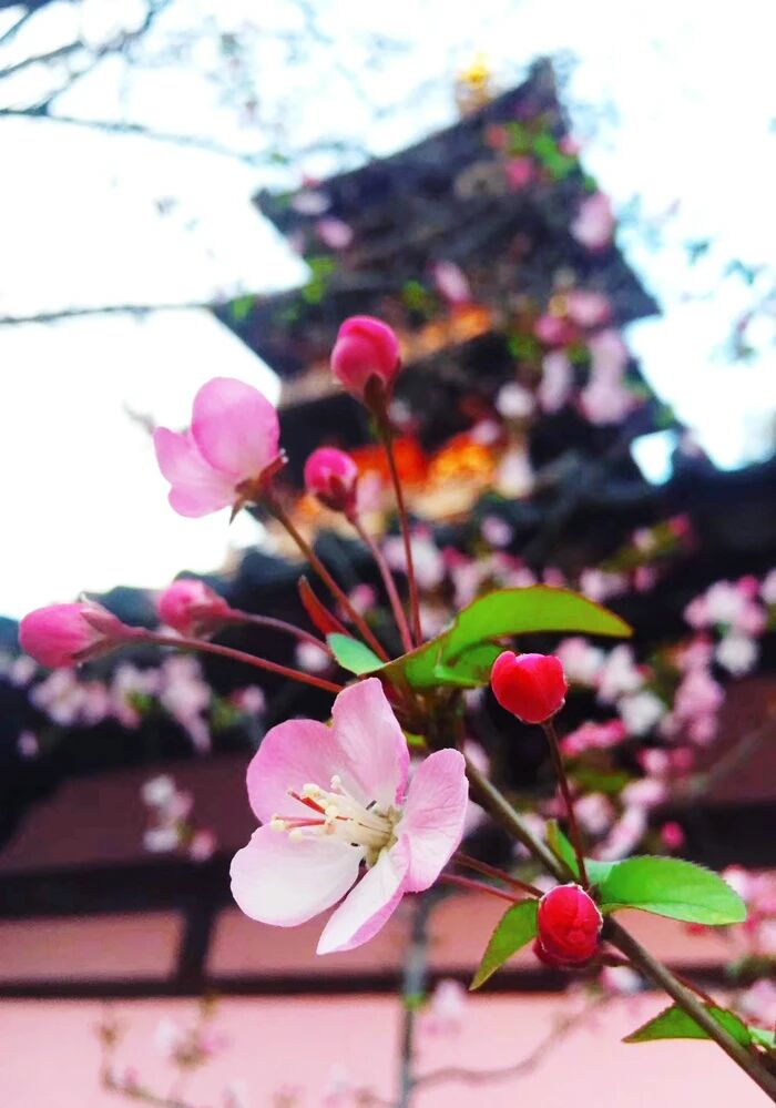 為什麼別人稍微講到你的過失你就起煩惱