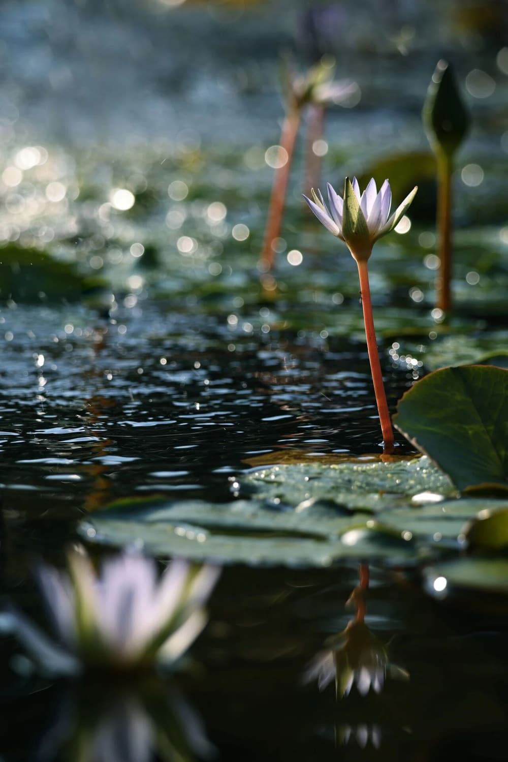 五祖弘忍大師的悟道因緣