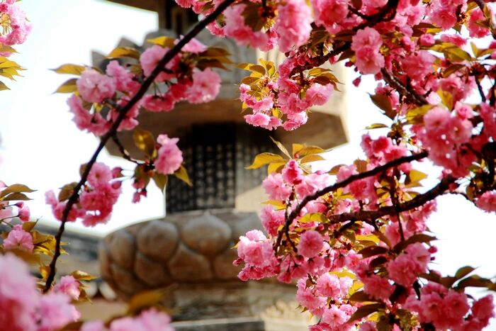 極樂世界在諸佛的國土中，是怎麼個殊勝法呢