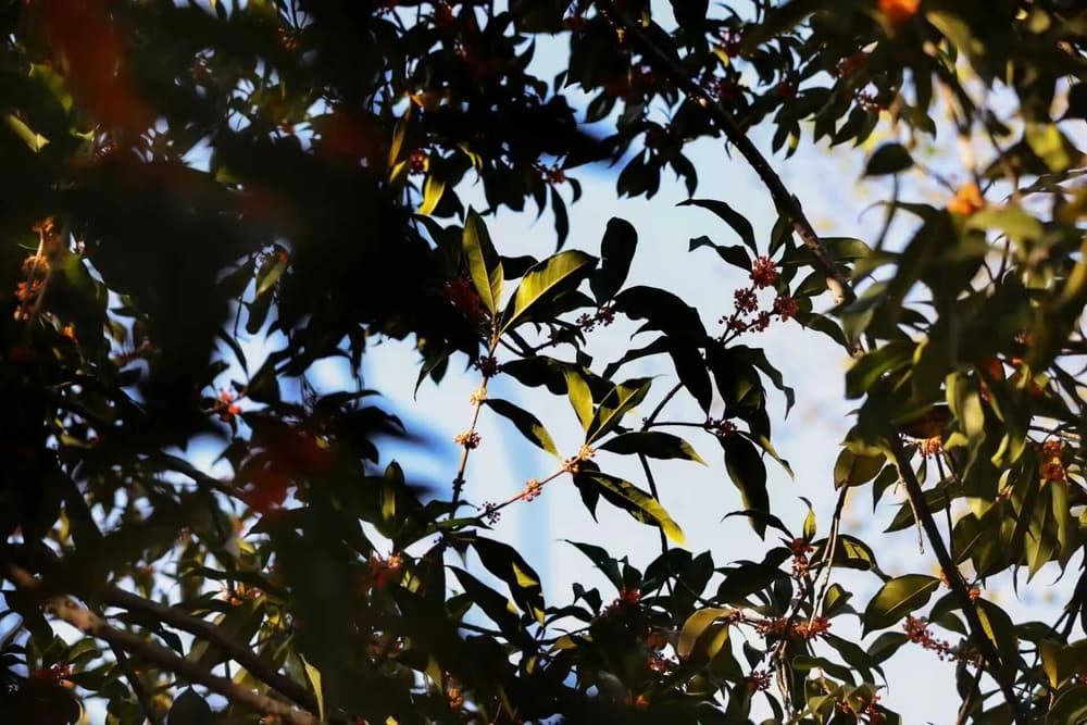 你要做三件事情：內觀、離相、借相