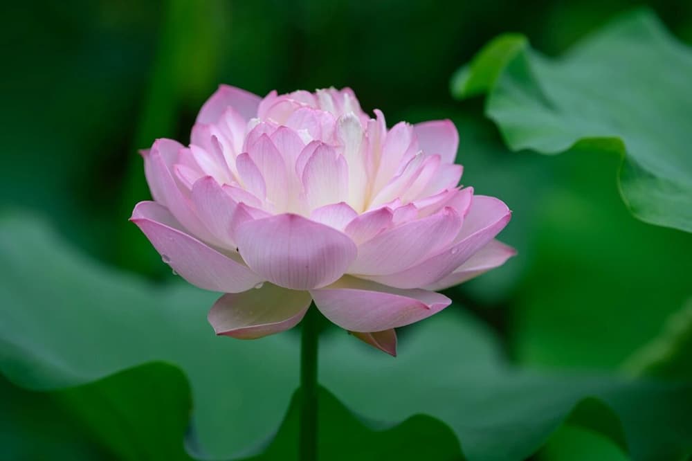 只一西方，何分四土？只是一佛，何有三身