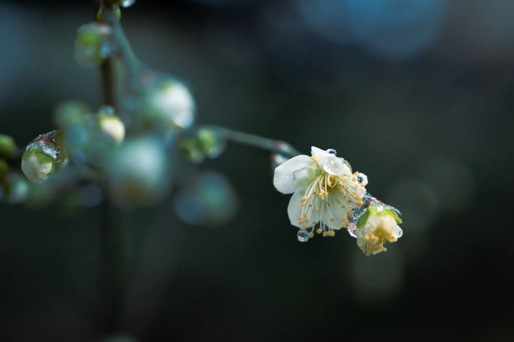 一心三觀跟往生淨土的關係