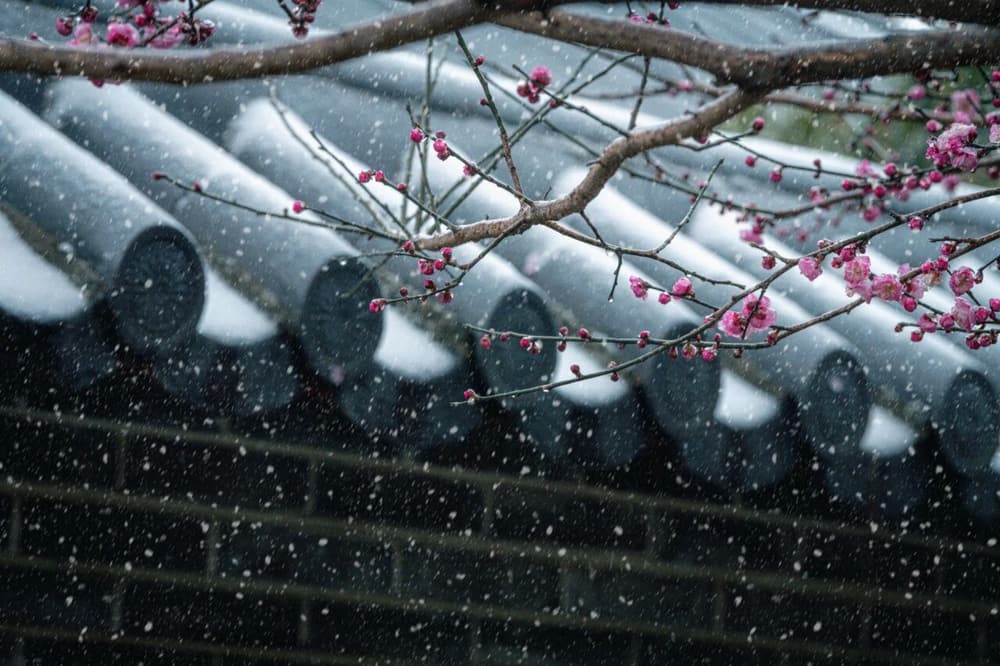 淨土宗人，生病了看還是不看