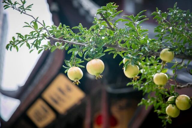 初心的圓通本根，必須具足三種真實的功德