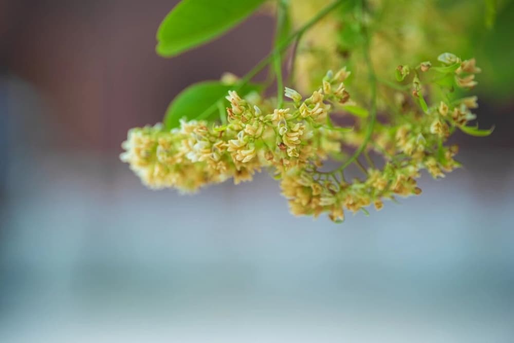 淨土三資糧中是不是信最為重要