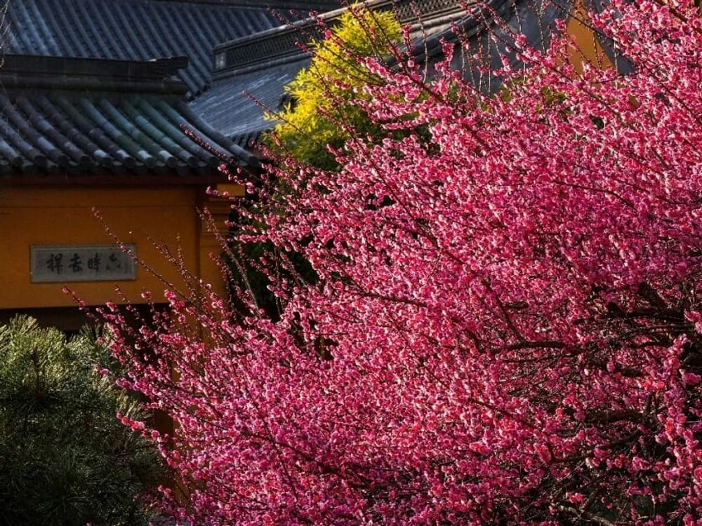 為何不能選擇地水火風空識為所觀境