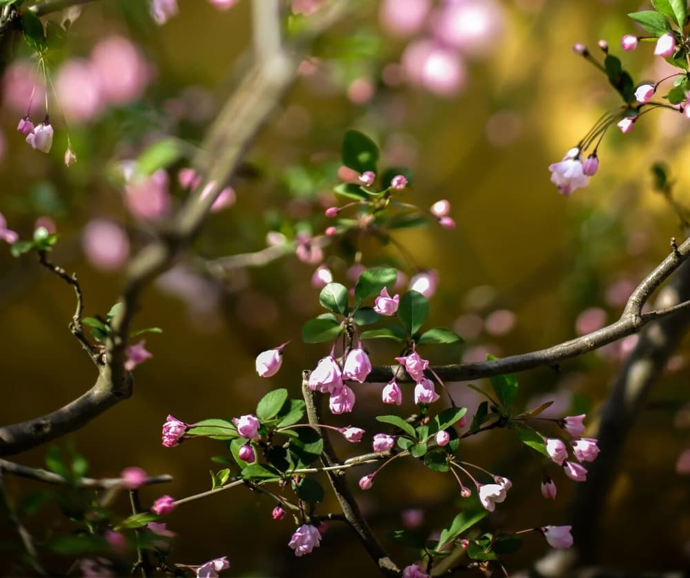 《大乘起信論》把菩提心分為三種