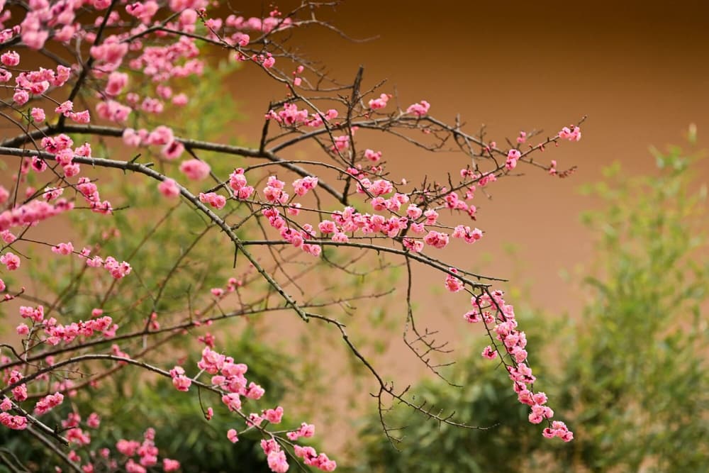 攝心為戒，因戒生定，因定發慧