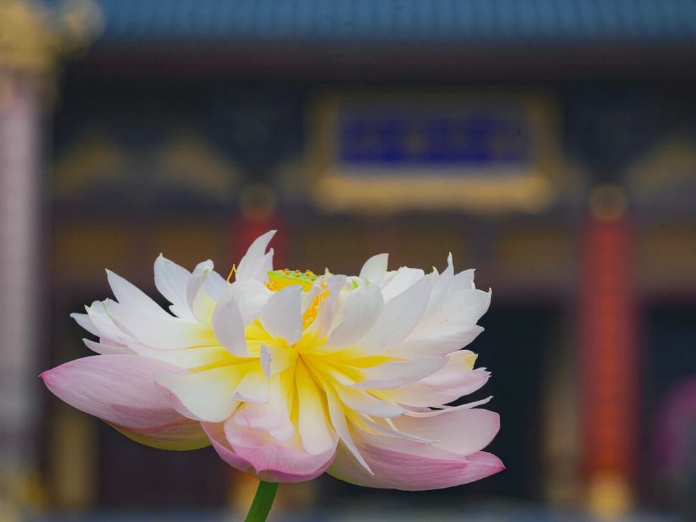 為什麼總要提著一句佛號