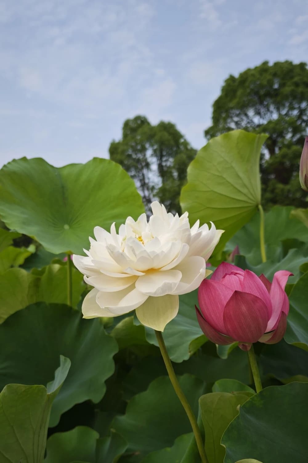 唯有發菩提心才能夠報答父母恩德