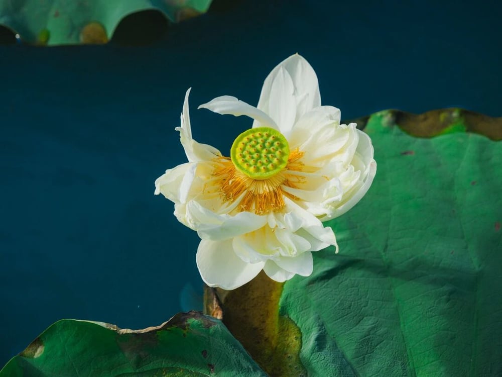 你沒有能力做功德,但有信願行,至少保證往生