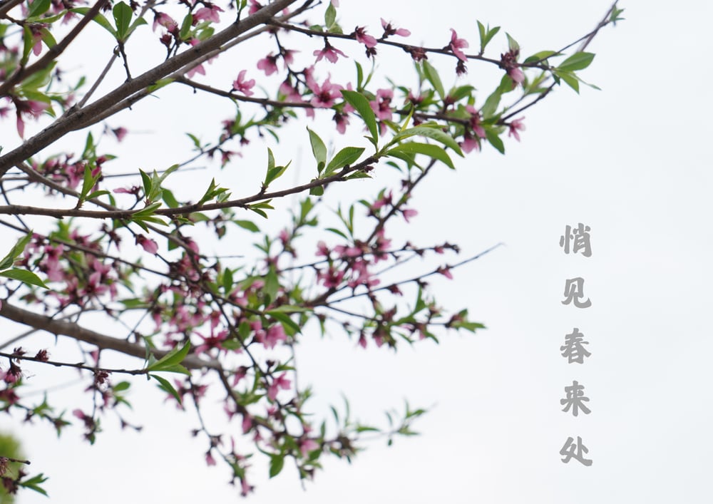 理一心不亂的時候,佛號會脫落嗎